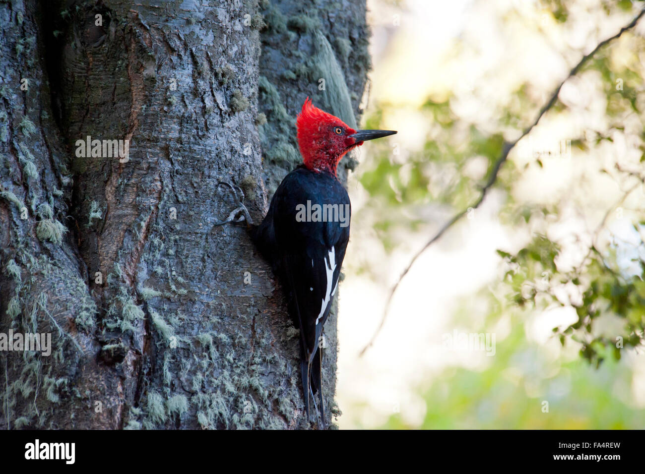Male Magellanic woodpecker (Campephilus magellanicus), on tree showing red head & crest, Argentina, South America Stock Photo