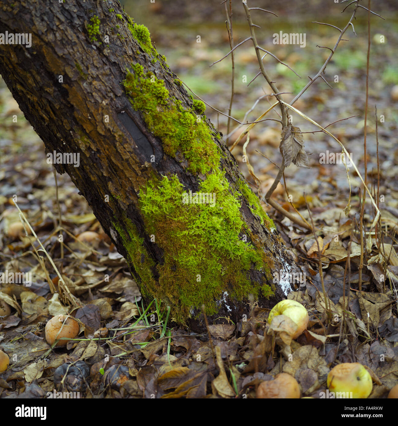 Moss On Apple Tree Stock Photo Alamy