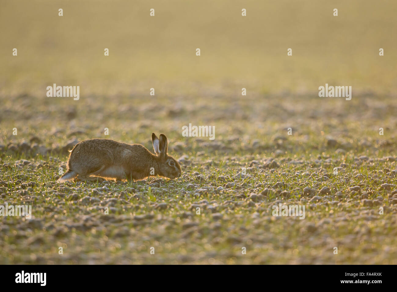 Careful Brown Hare / European Hare ( Lepus europaeus ) feeding on a field of young winter wheat in early morning backlight. Stock Photo