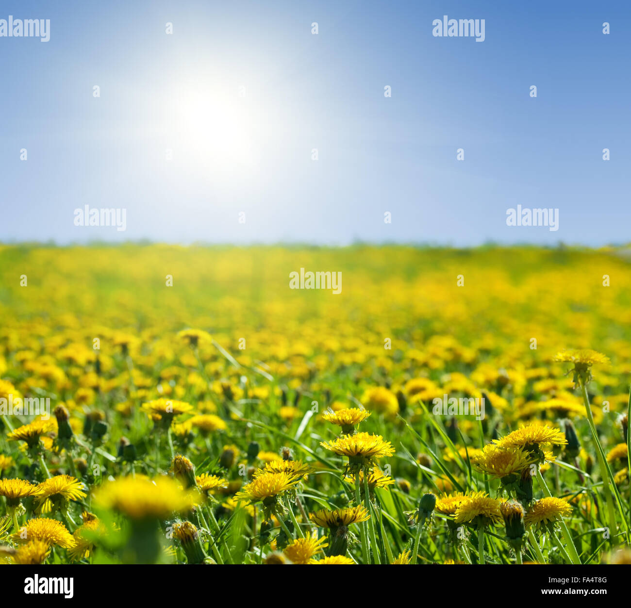 Summer landscape with dandelions meadow in sunny summer day Stock Photo