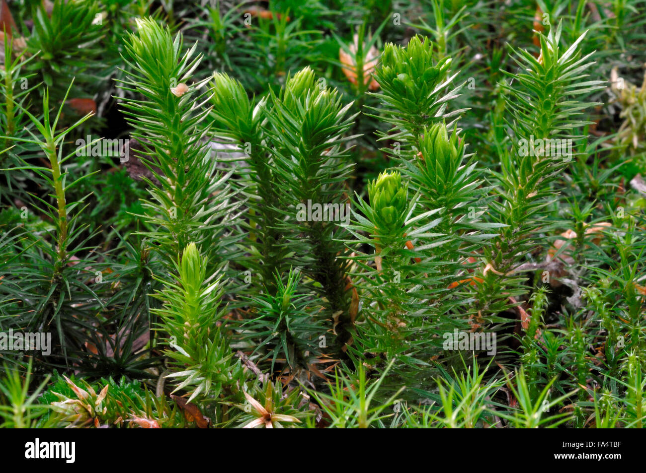 Northern firmoss / Fir clubmoss (Huperzia selago / Lycopodium selago) Stock Photo