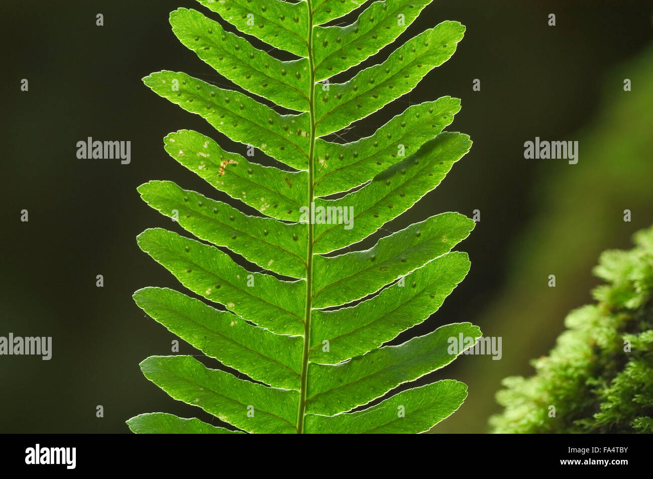 Common polypody (Polypodium vulgare) close up of fronds showing sporangia Stock Photo