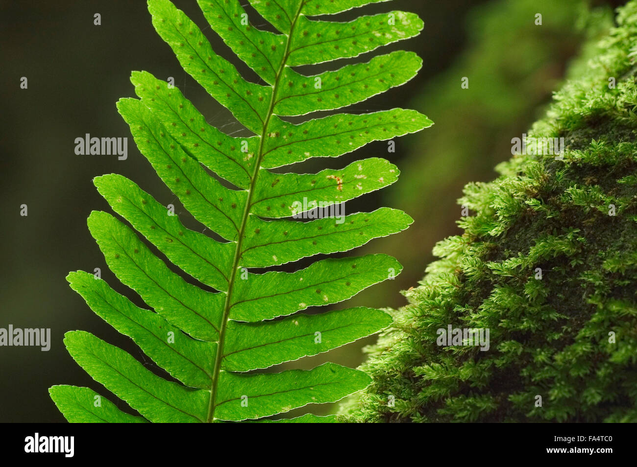 Common polypody (Polypodium vulgare) close up of fronds showing sporangia Stock Photo