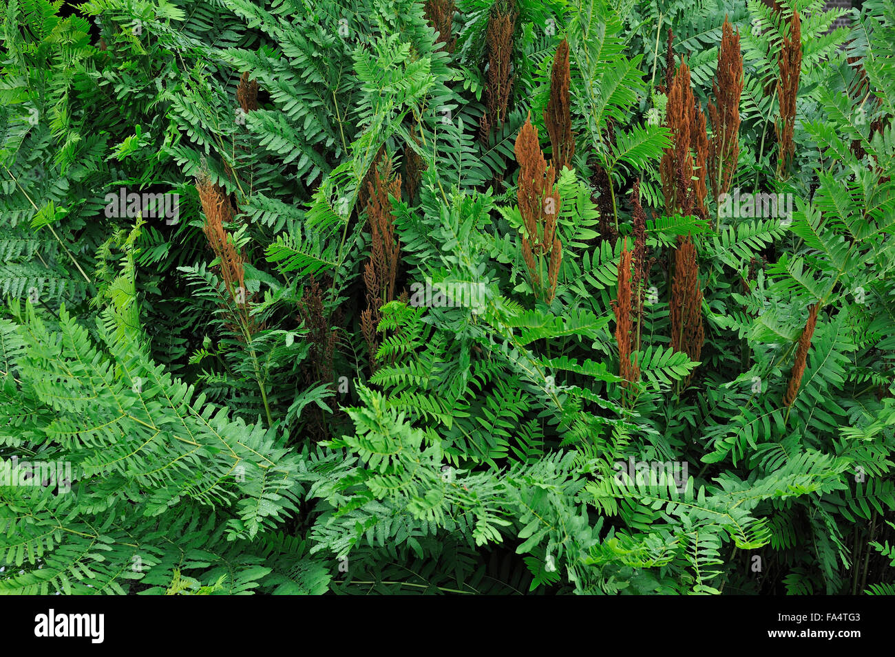 Royal fern (Osmunda regalis) leaves and spore-bearing fronds Stock Photo