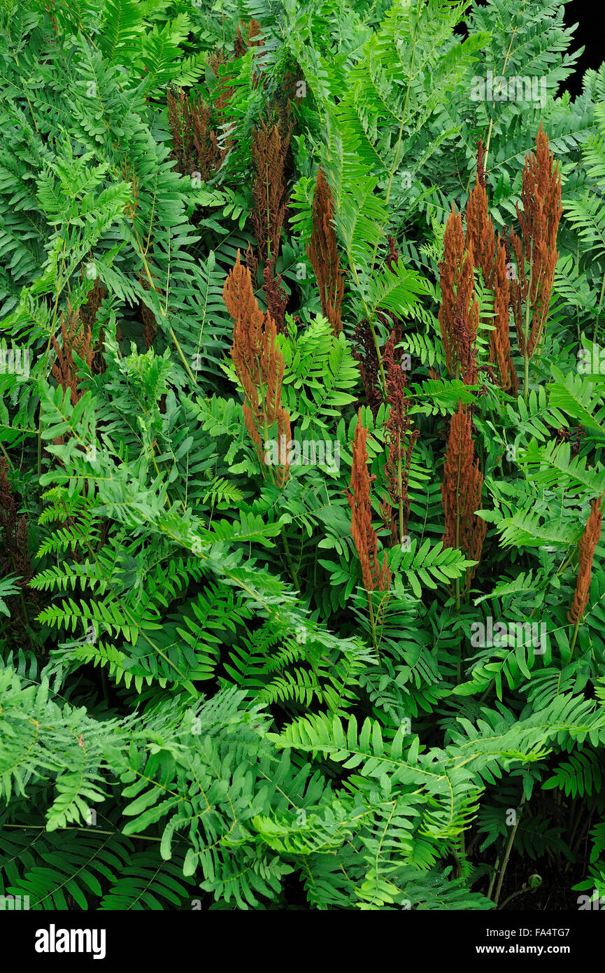 Royal fern (Osmunda regalis) leaves and spore-bearing fronds Stock Photo