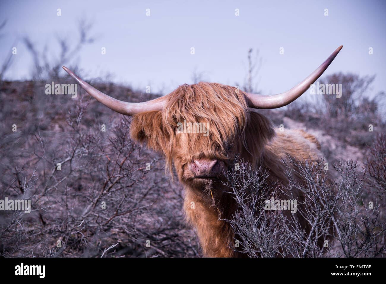 highland ox at meijendel holland Stock Photo