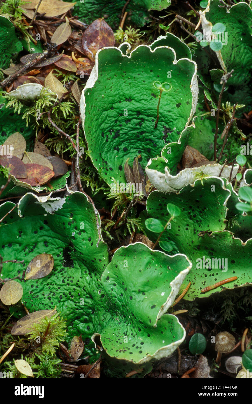 Green dog lichen / leafy lichen / felt lichen / common freckle pelt (Peltigera aphthosa) Stock Photo