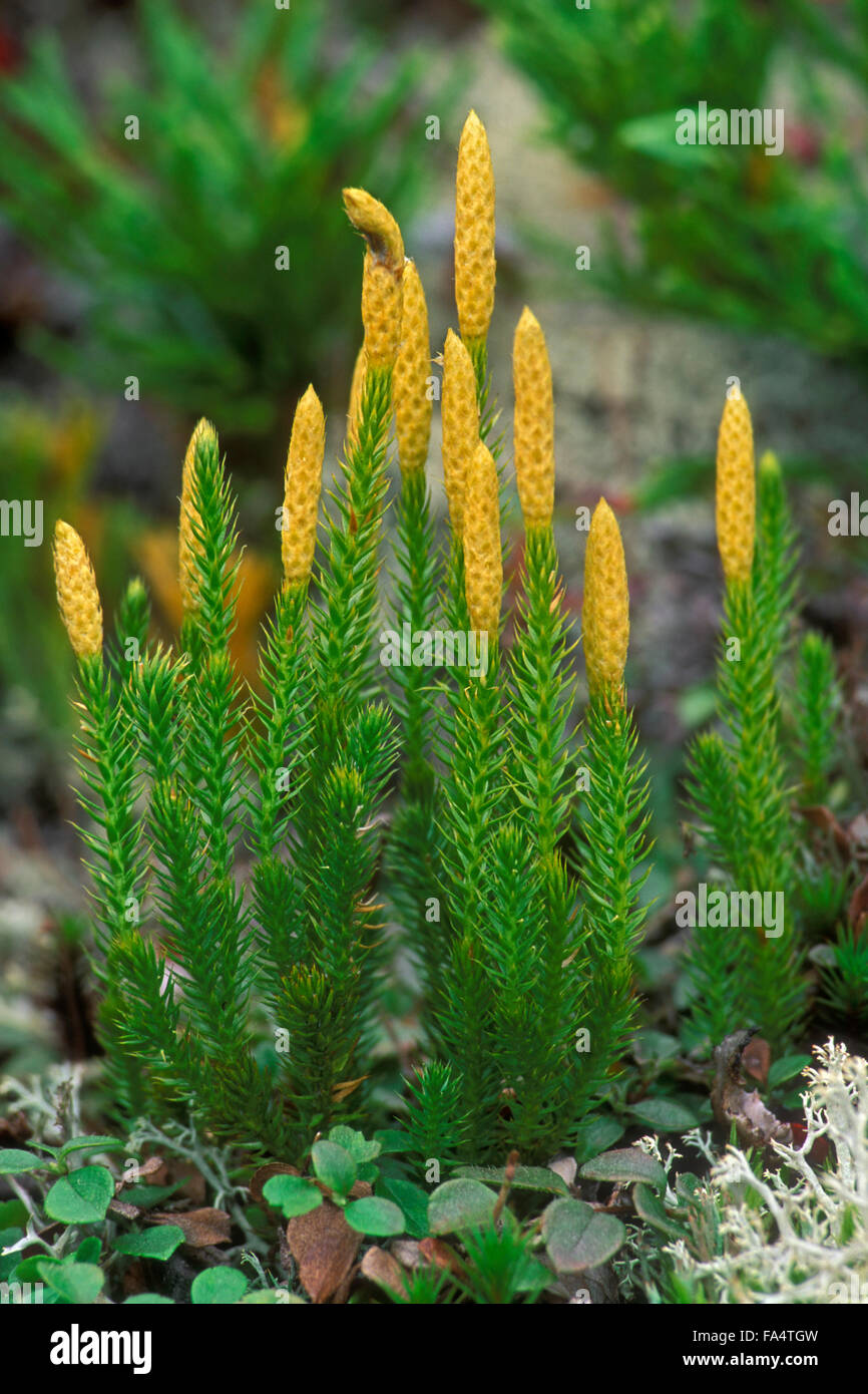Bristly club-moss / stiff clubmoss (Lycopodium annotinum) Stock Photo