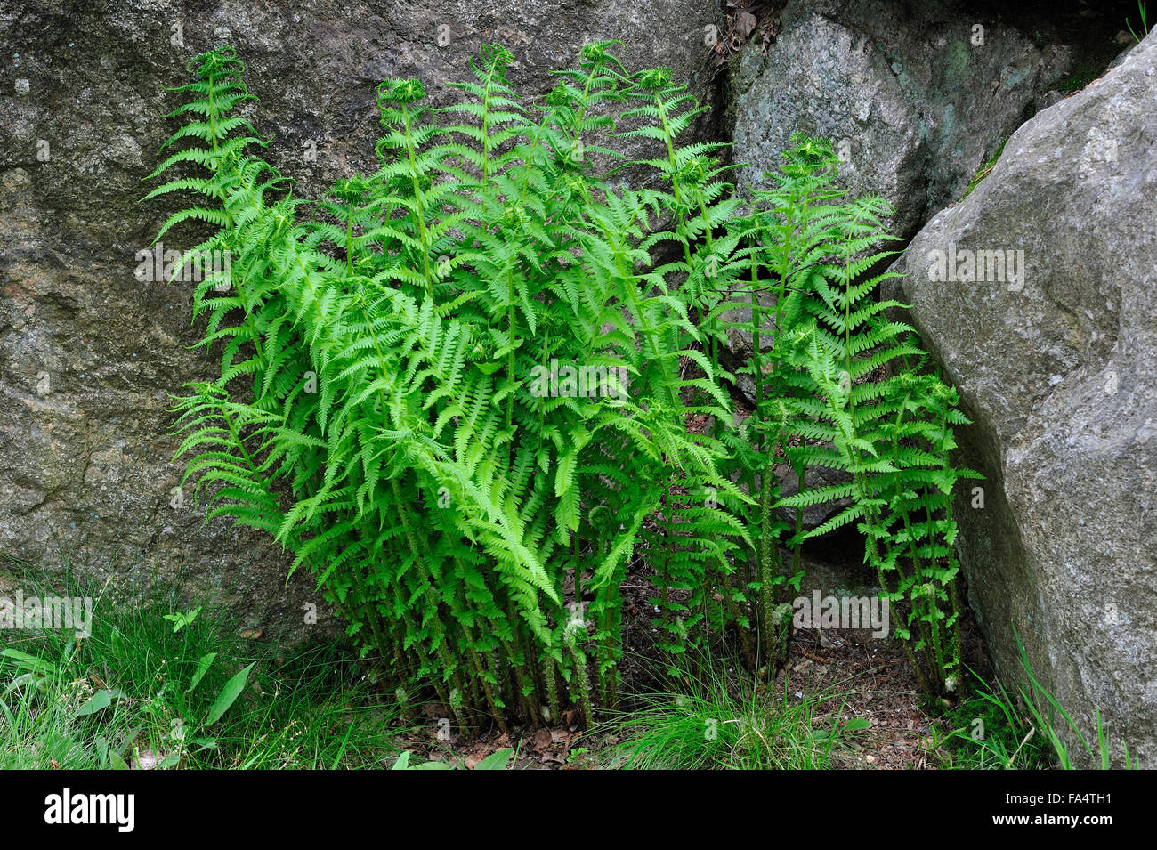 Lemon-scented fern / European mountain fern (Oreopteris limbosperma / Dryopteris oreopteris) among rocks Stock Photo