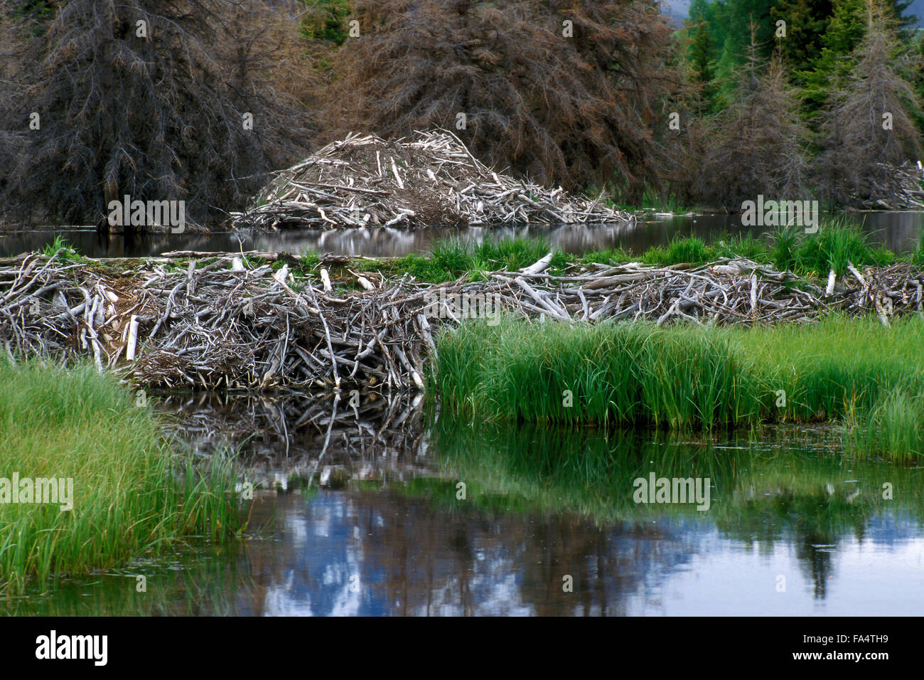 North American beaver (Castor canadensis) beaver dam and lodge Stock