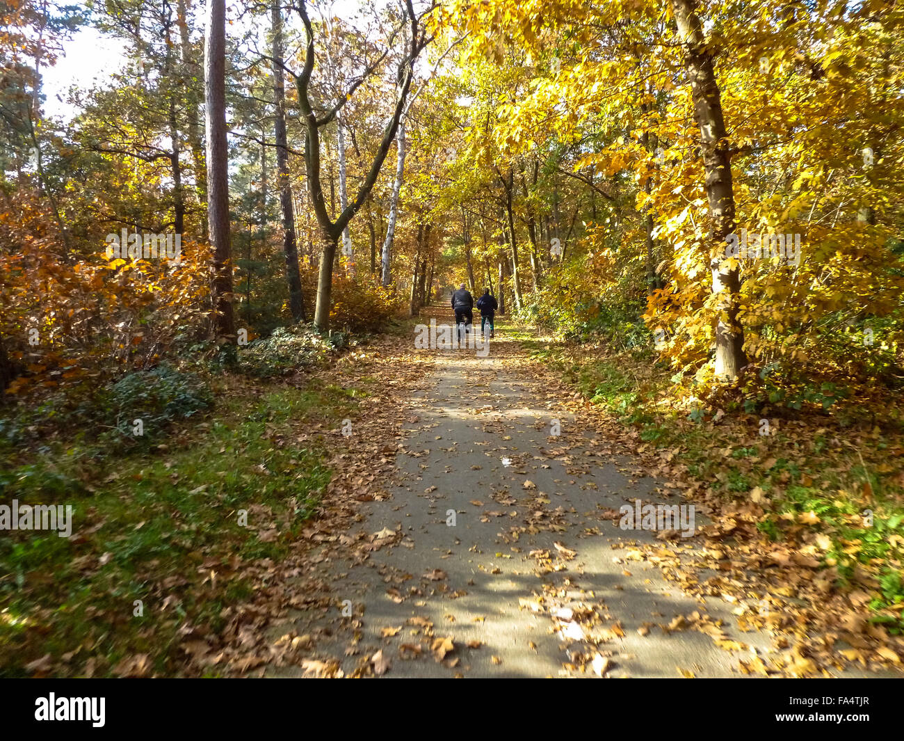 couple at bicycles in wood at veluwe in fall in holland Stock Photo