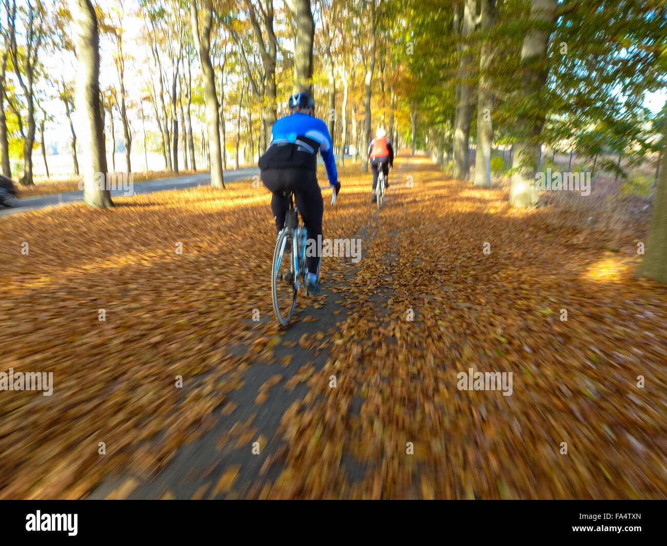 cyclists on racebikes in forst at fall in holland Stock Photo