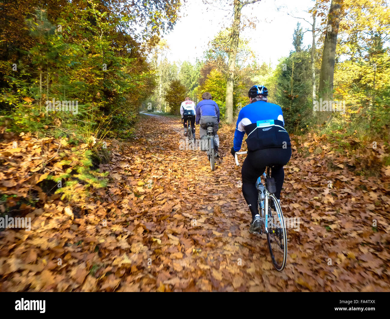 cyclists on racebikes in forst at fall in holland Stock Photo