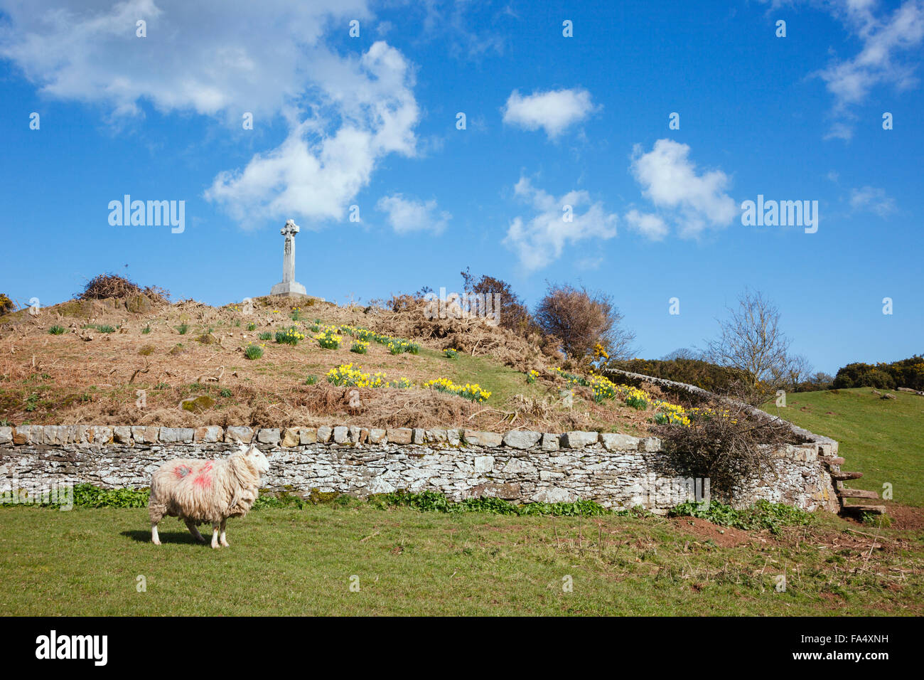 Sheep in field by The Morris Memorial celtic cross to Lewis, Richard and William  founders of Cymmrodorion Society. Anglesey Stock Photo