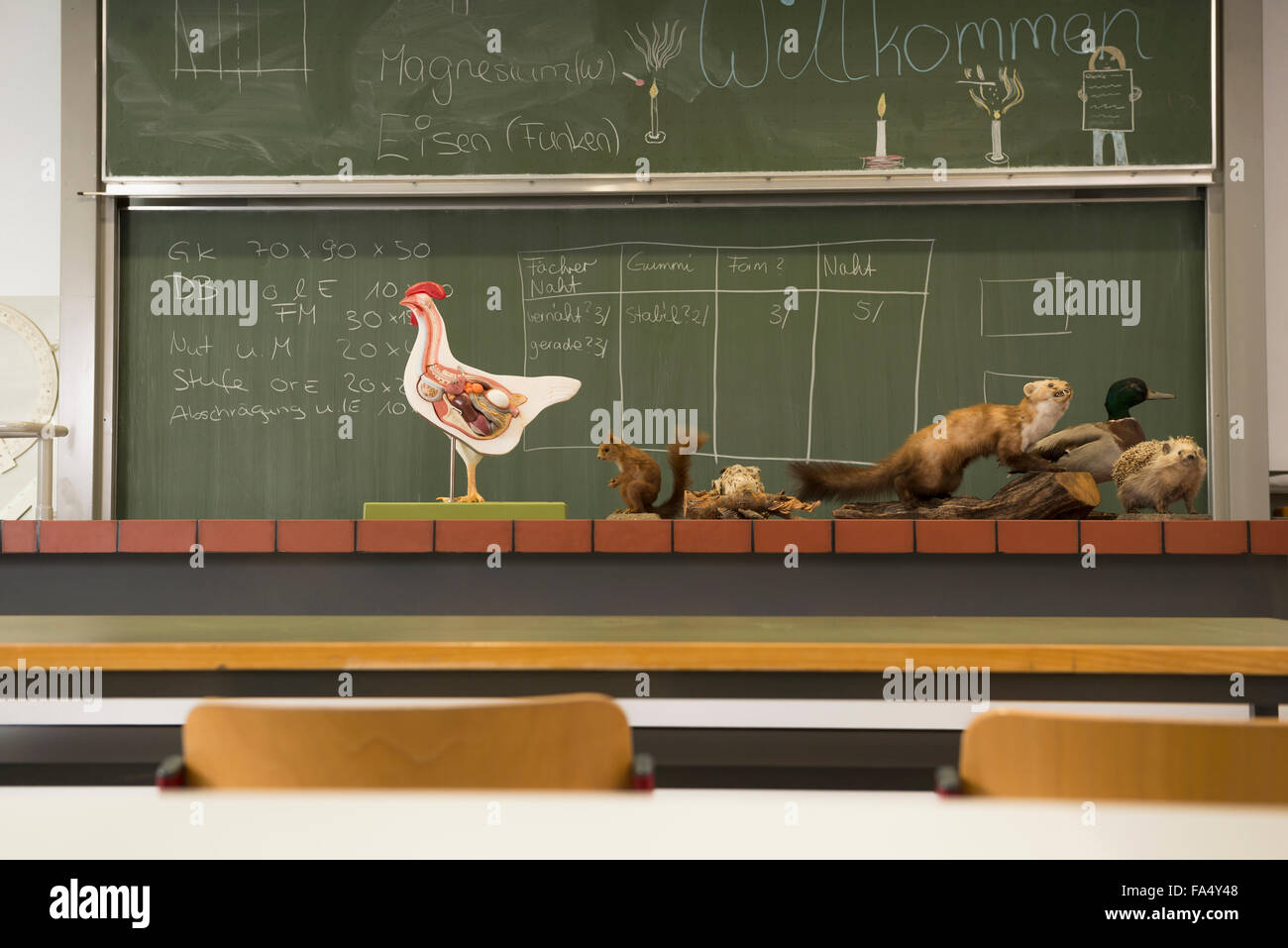 Hen anatomy hires stock photography and images Alamy