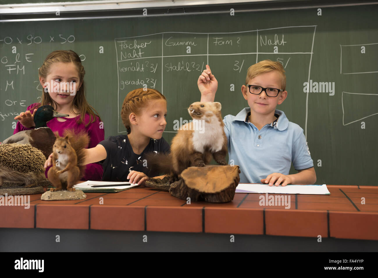 Students raising hands while examining stuffed animals in a biology class, Fürstenfeldbruck