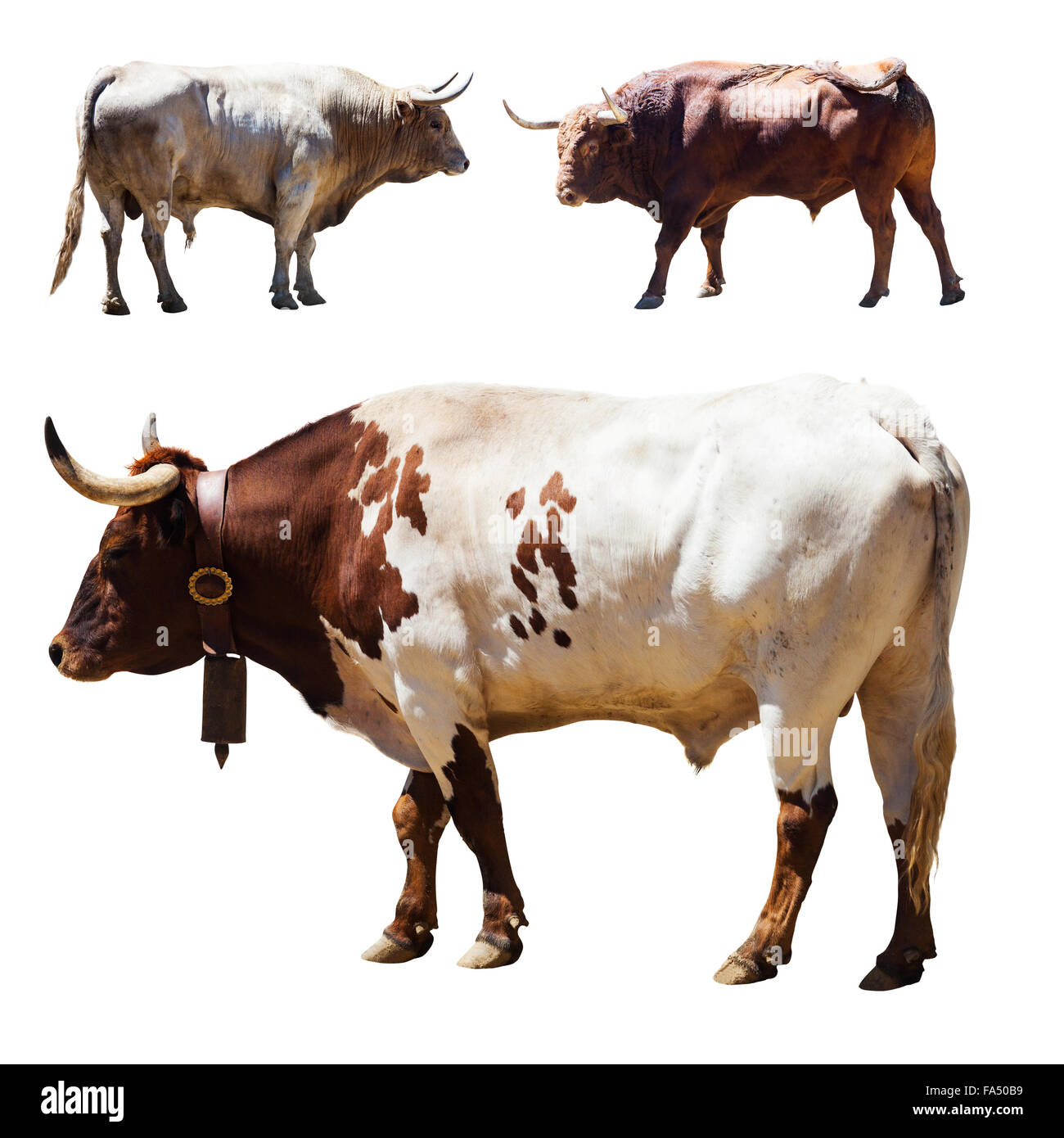 Set of 3 bulls. Isolated over white Stock Photo