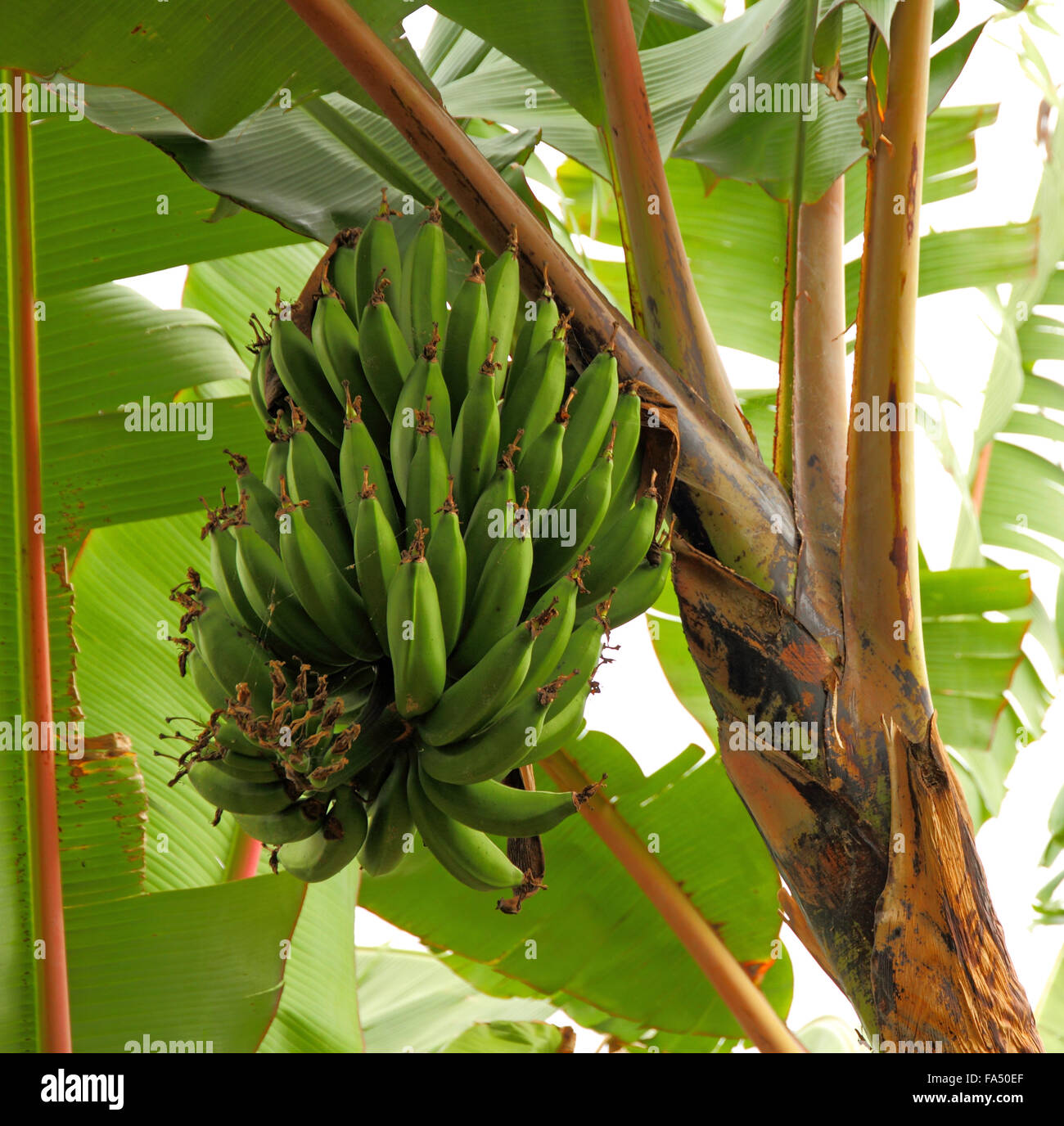https://c8.alamy.com/comp/FA50EF/a-large-group-of-bananas-hanging-in-a-a-banana-tree-FA50EF.jpg