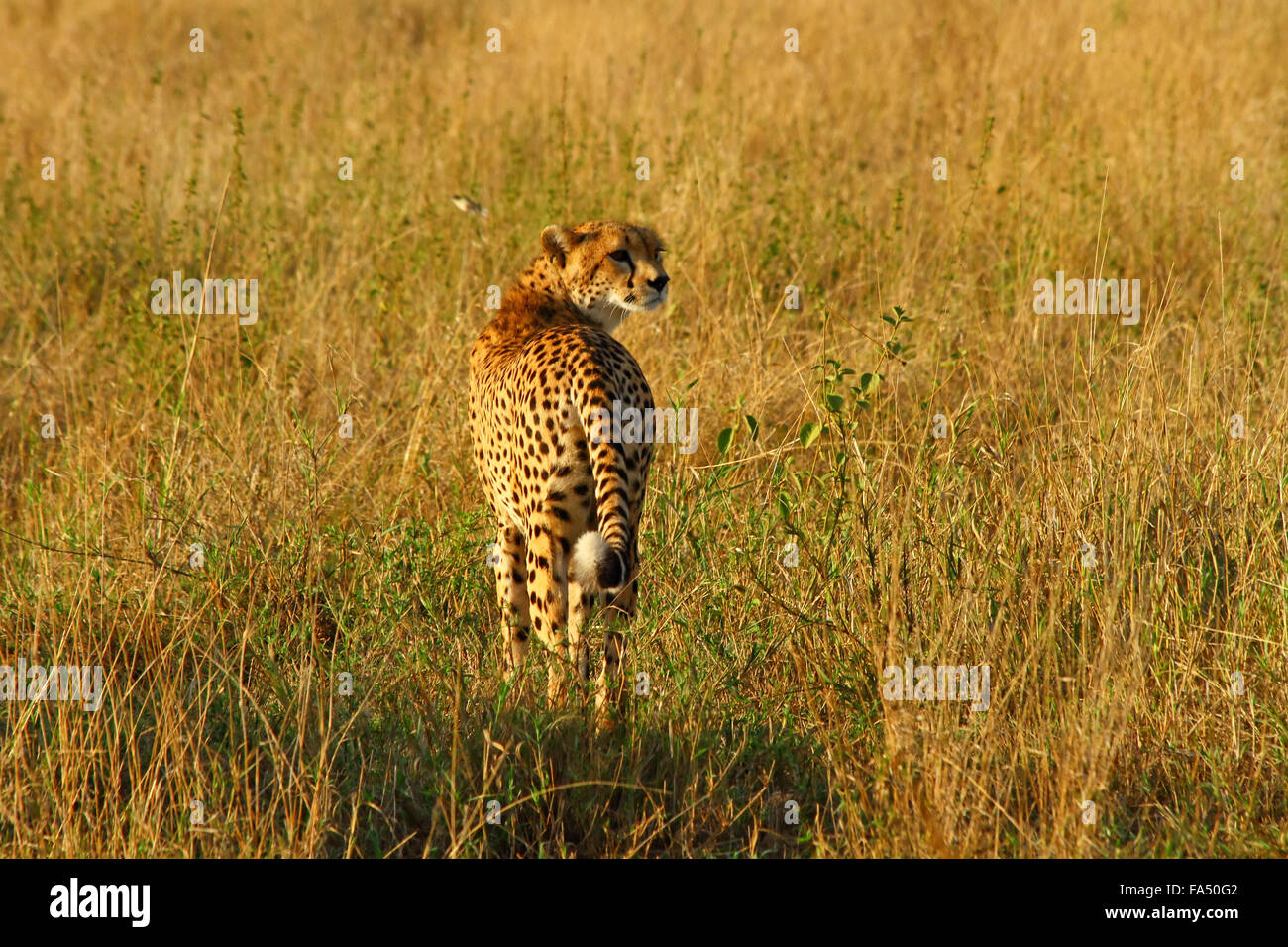 A lone female cheetah looks back over her shoulder across the African savannah. Stock Photo