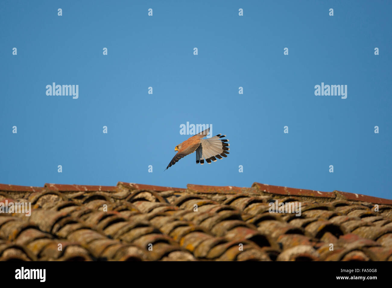 Lesser Kestrel, Falco naumanni, Stock Photo