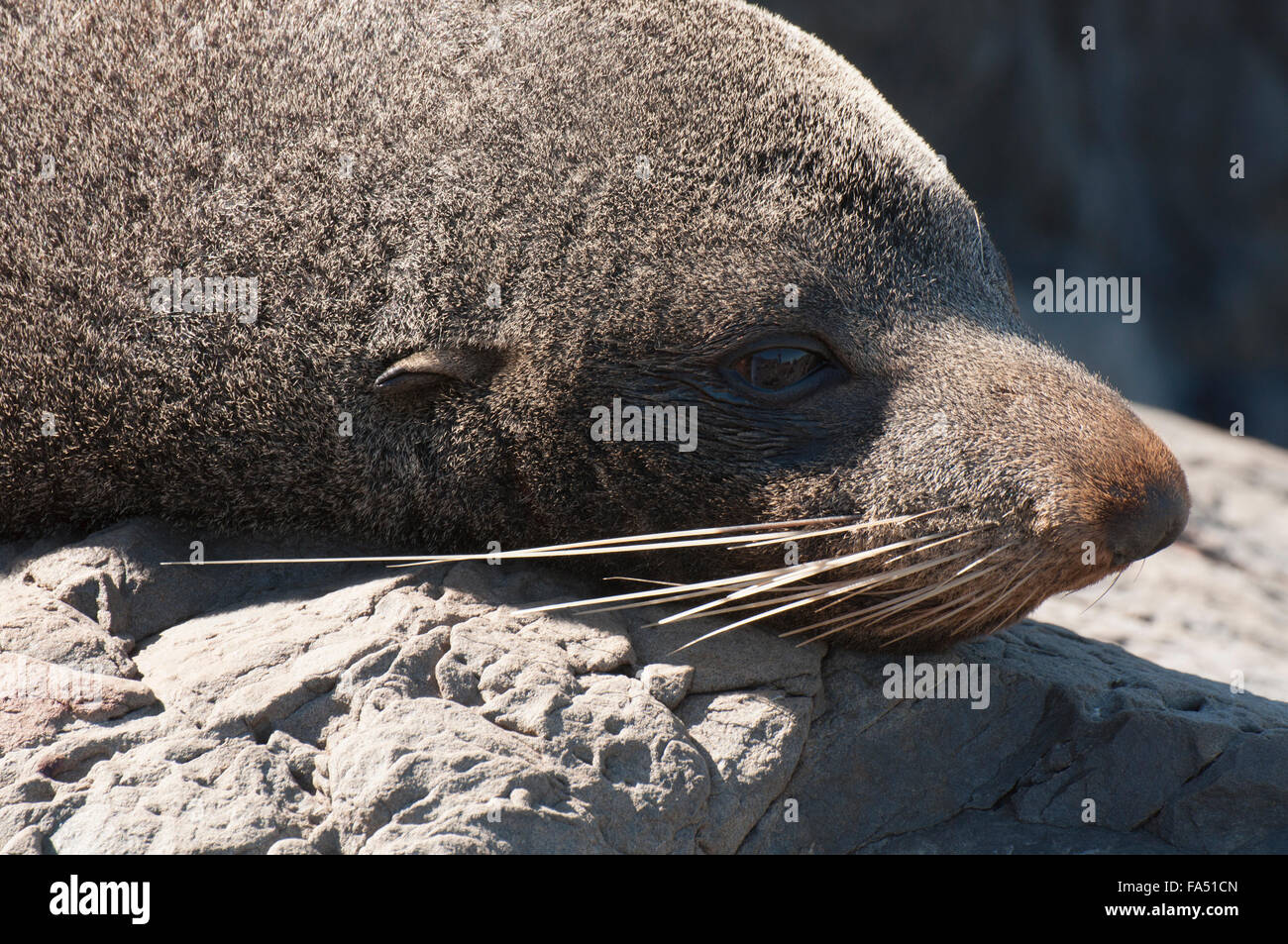 Head of dry seal with whiskers Stock Photo - Alamy