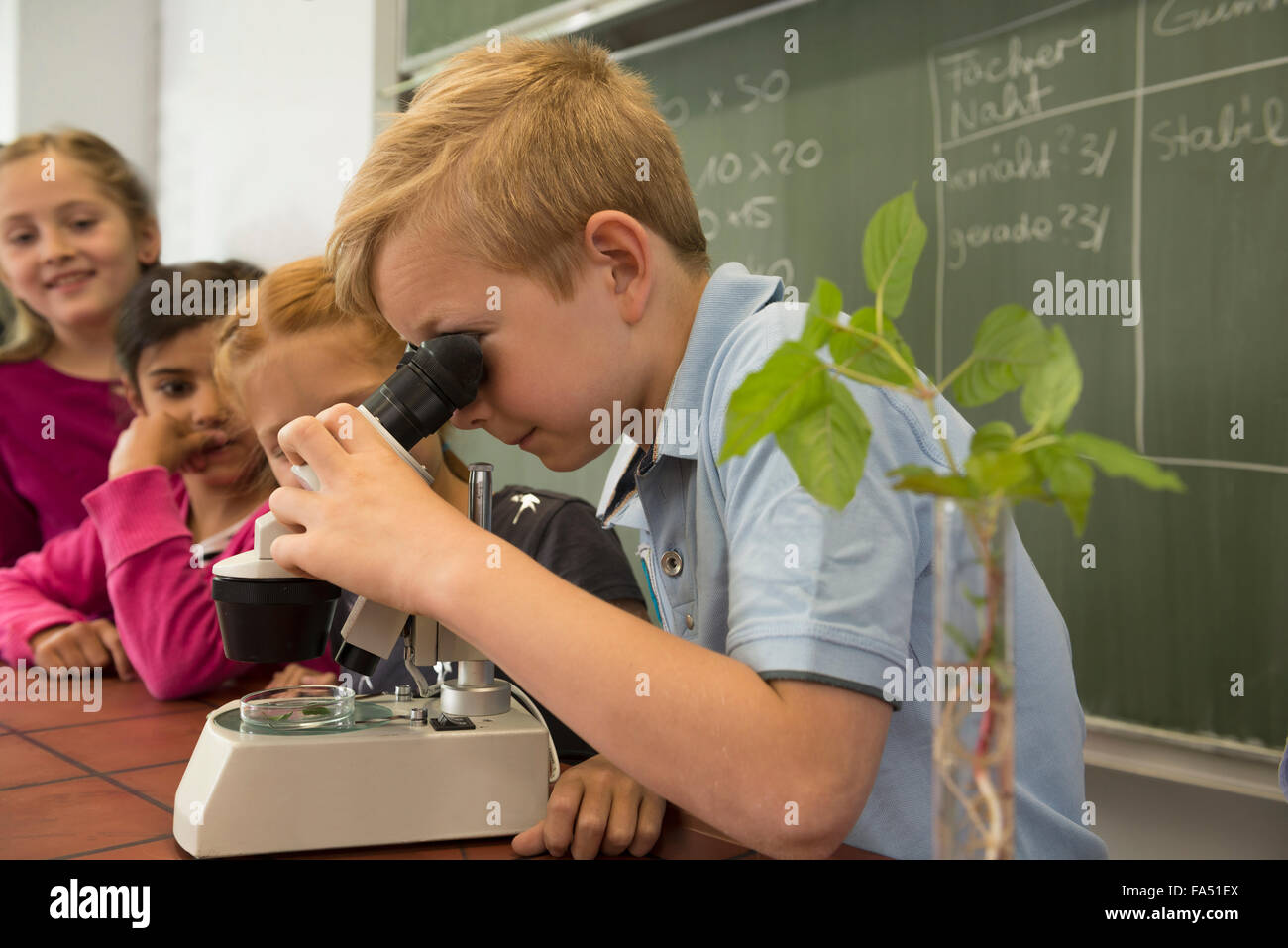 school students looking through a microscope, Fürstenfeldbruck, Bavaria, Germany Stock Photo