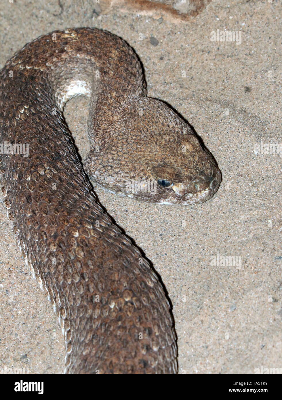 Texas Western diamondback rattlesnake (Crotalus atrox), native to the
