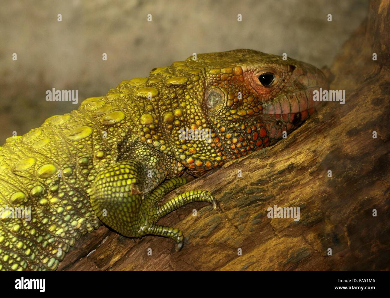 South American Northern caiman lizard (Dracaena guianensis), a.k.a. Guianan Water Tegu Stock Photo
