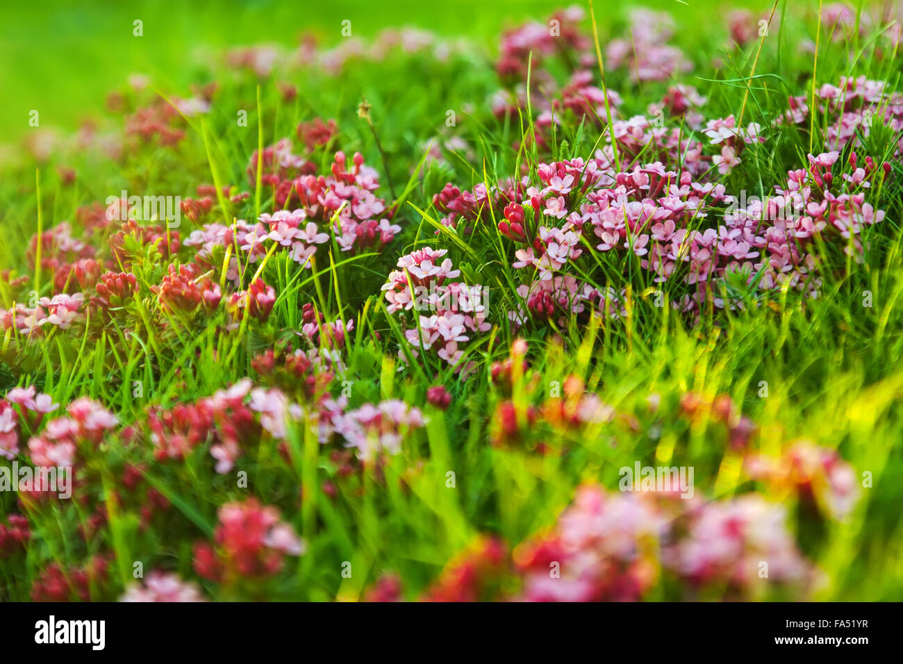 Plant of pink flower at Alpine meadow Stock Photo