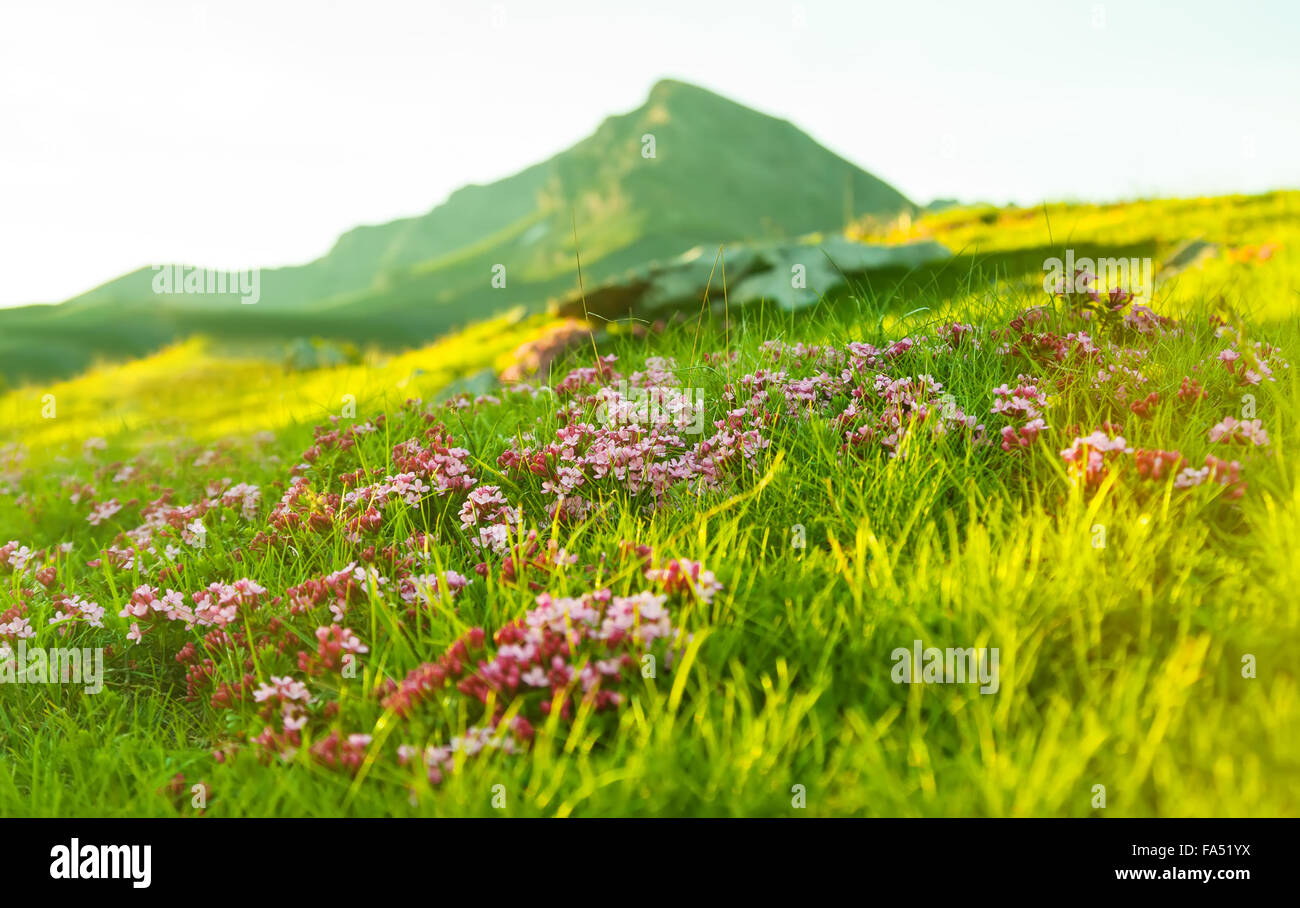 Grass at Alpine meadow in Pyrenees Stock Photo