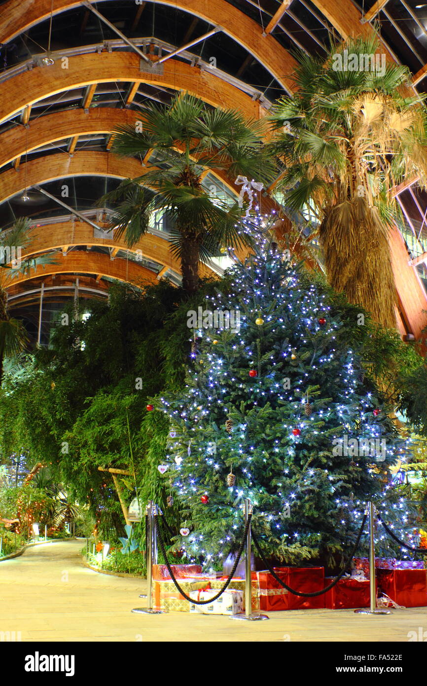 A Christmas tree on display inside the Winter Garden in Sheffield city