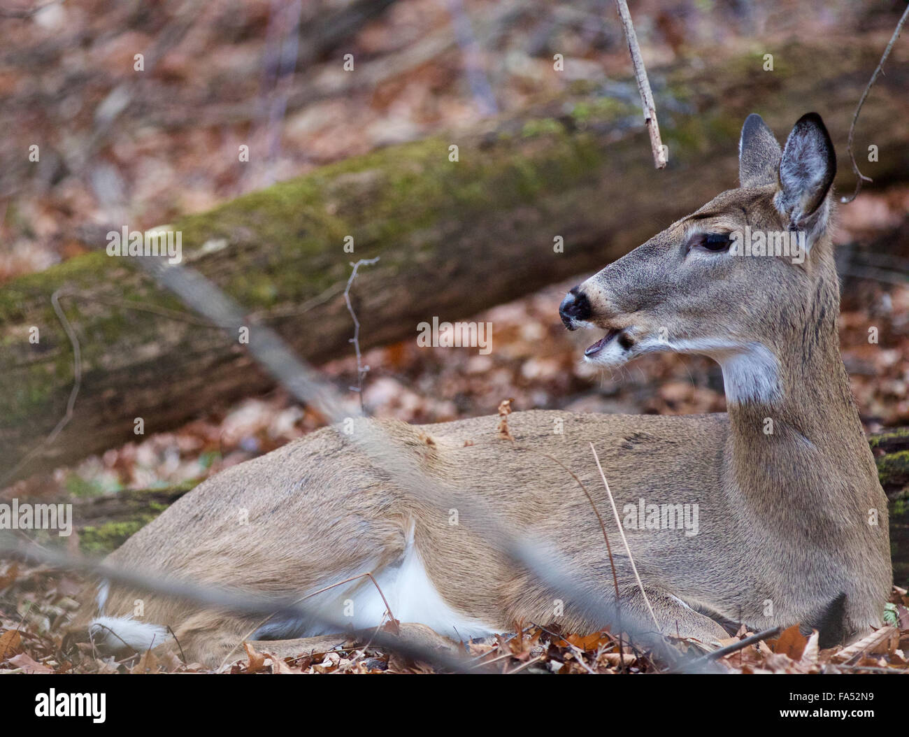 Photo of a wild deer screaming something Stock Photo Alamy