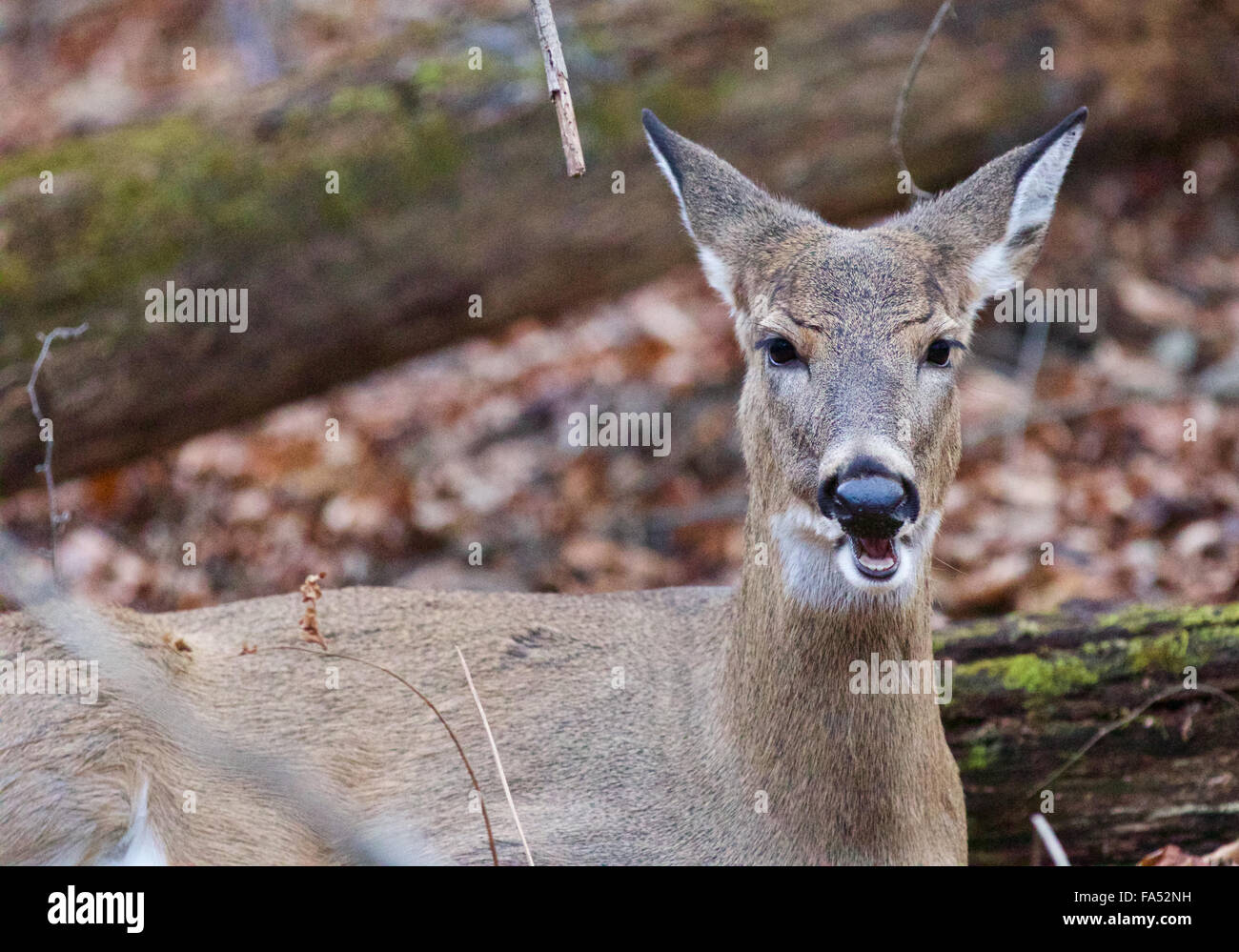 Image with the screaming deer in the forest Stock Photo Alamy