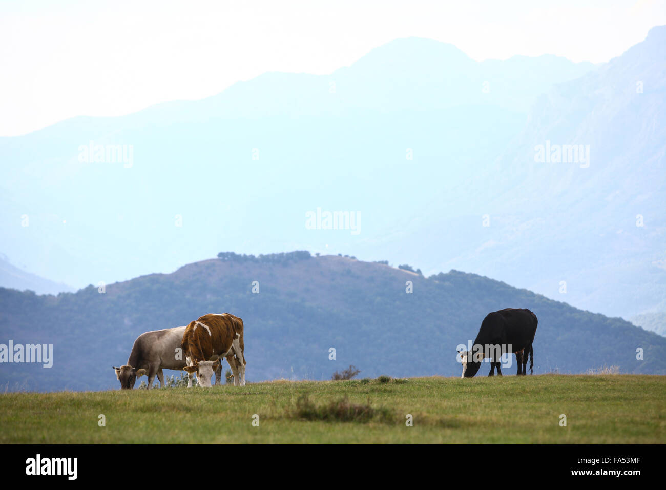 Color image of some cows on a field. Stock Photo