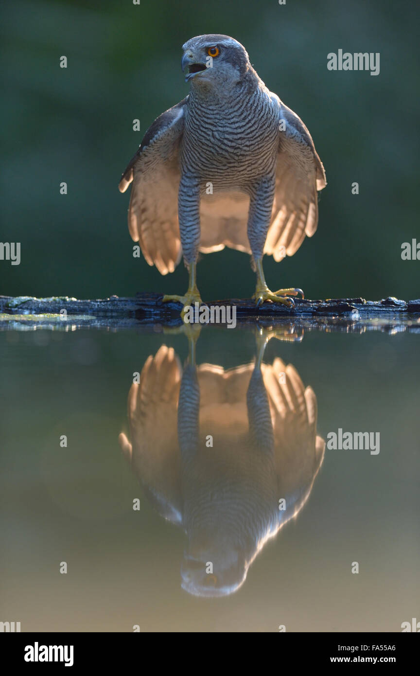 Goshawk (Accipiter gentilis), adult male at the waterhole with reflection in the last light, Kiskunság National Park, Hungary Stock Photo