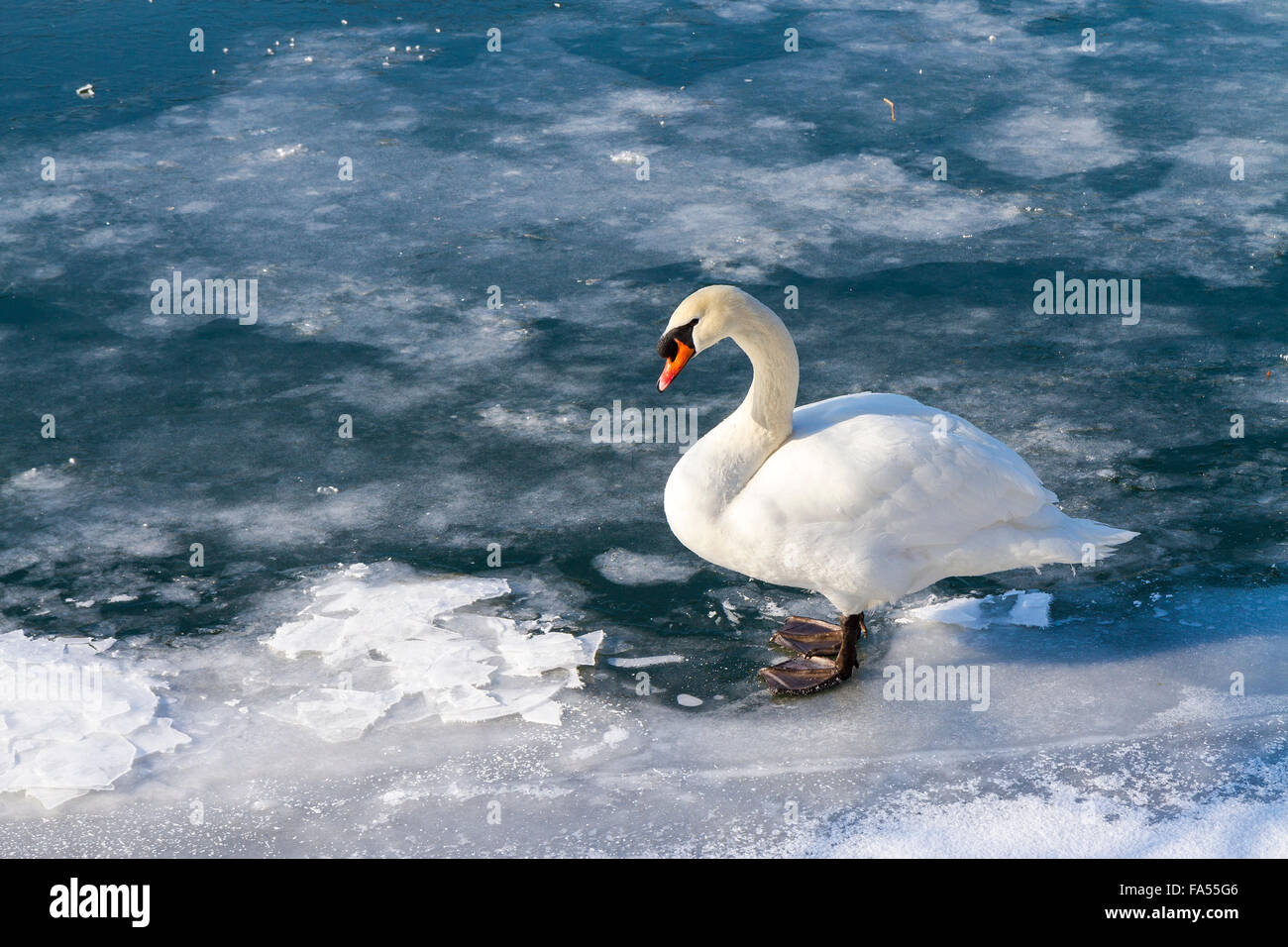 Mute swan (Cygnus olor) on frozen lake, Baden-Württemberg Stock Photo