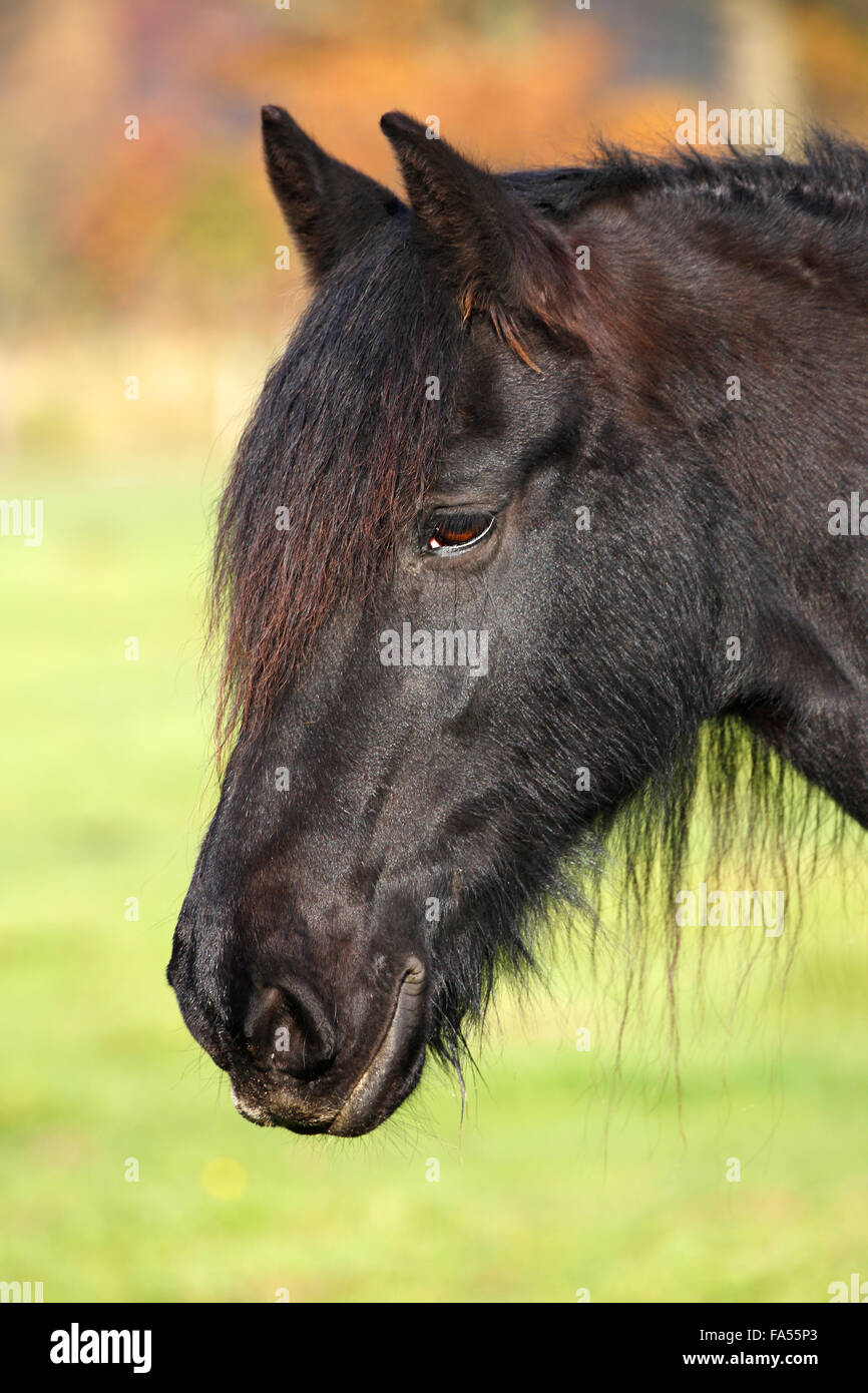 Black Horse (Equus przewalskii f. Caballus) Wallach, Portrait Stock Photo