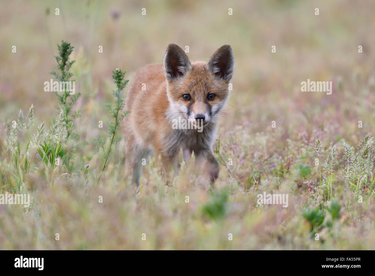 Young red fox (Vulpes vulpes) on brownfield site, stalking, Lausitz, Saxony, Germany Stock Photo