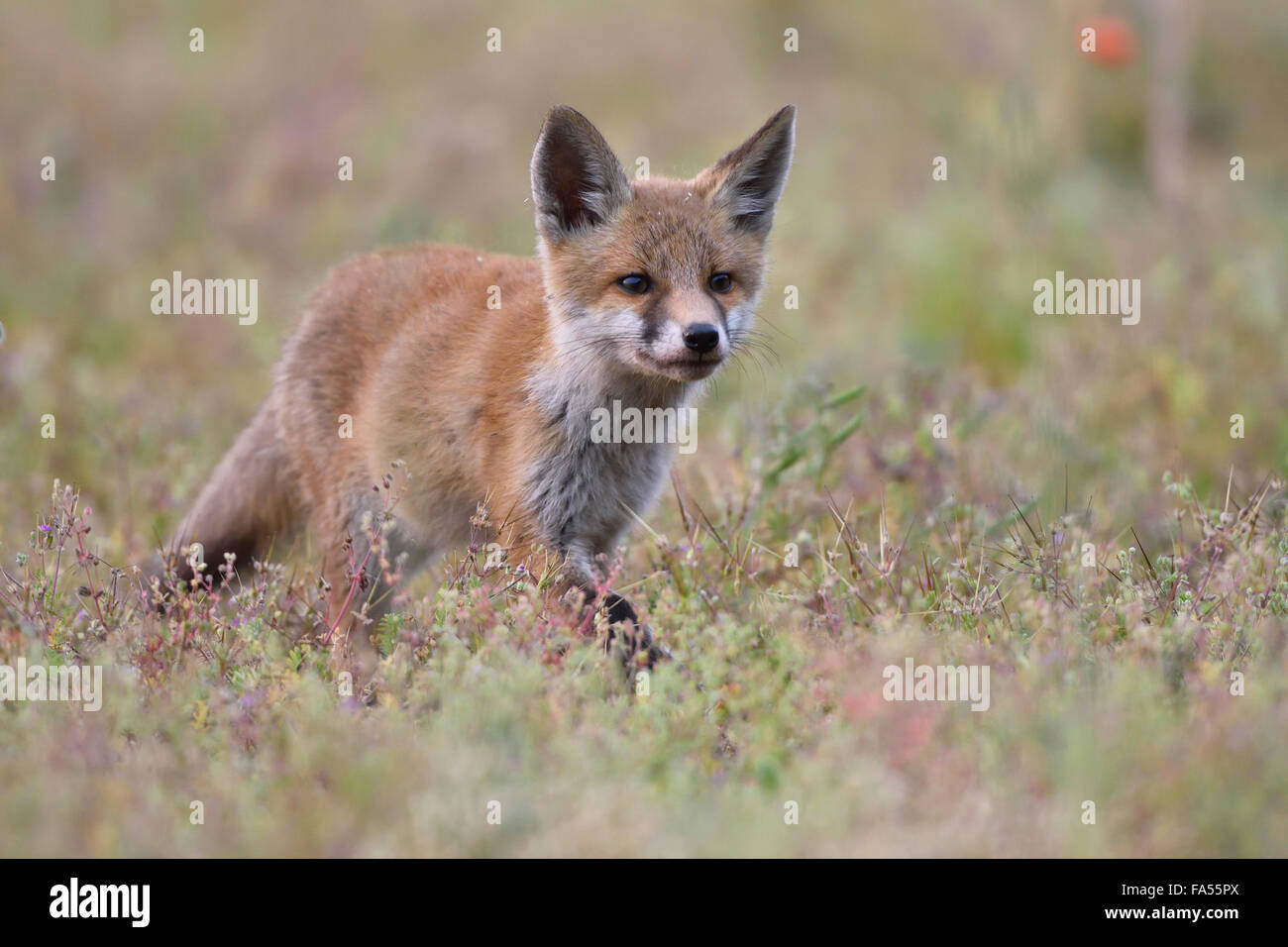 Young red fox (Vulpes vulpes) on brownfield site, Lausitz, Saxony, Germany Stock Photo