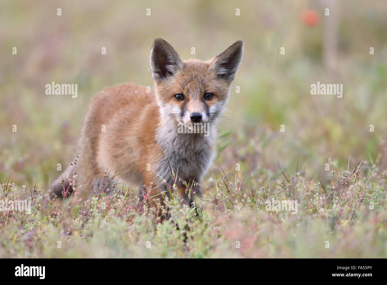 Young red fox (Vulpes vulpes) on brownfield site, Lausitz, Saxony, Germany Stock Photo