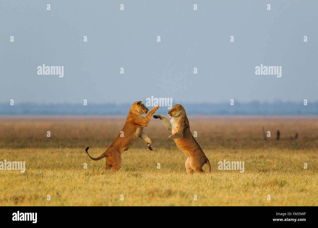 Lions (Panthera leo), two lionesses, playing at dawn, Savuti, Chobe National Park, Botswana Stock Photo