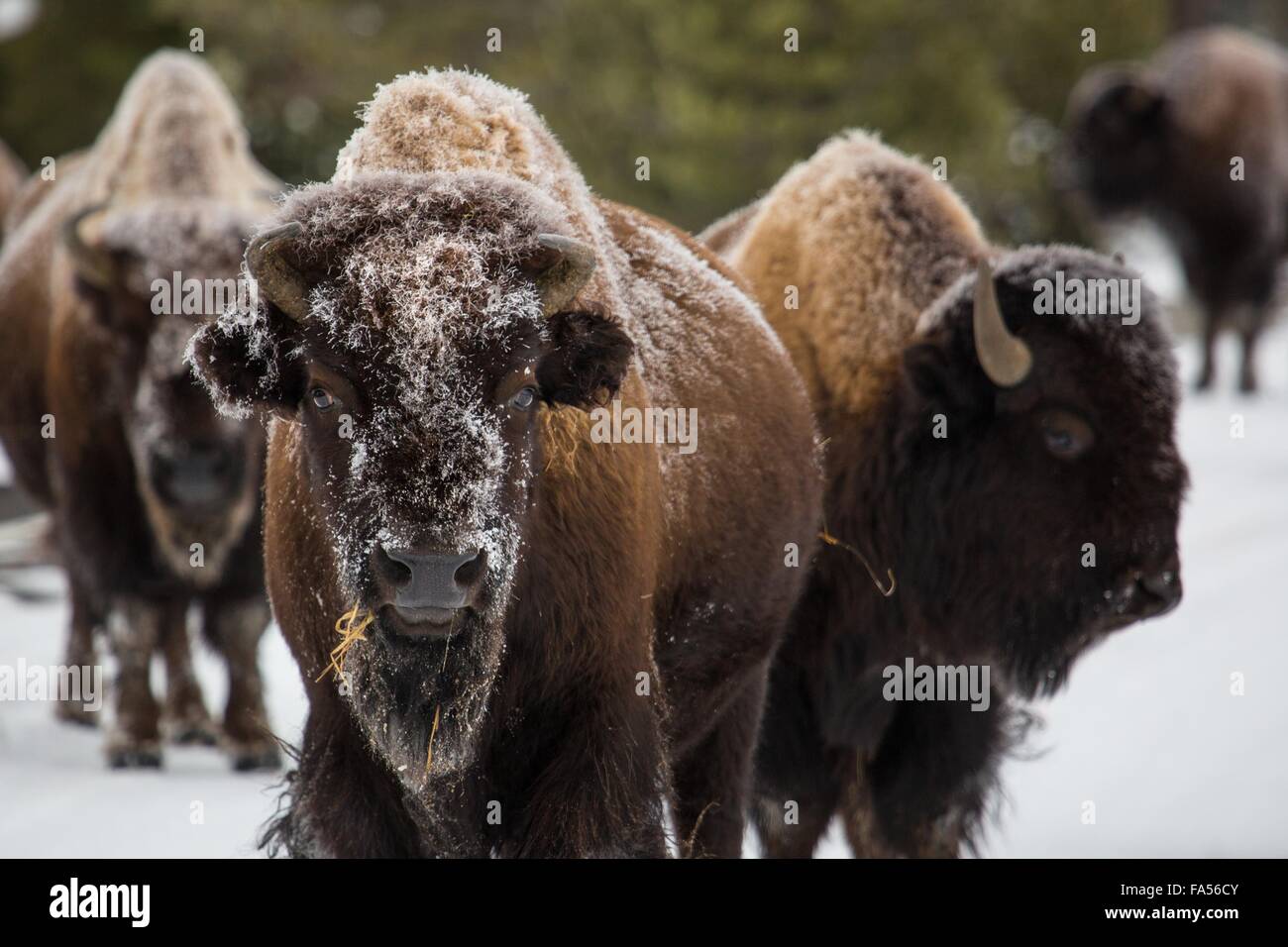 Winter bison snow geyser hi-res stock photography and images - Alamy