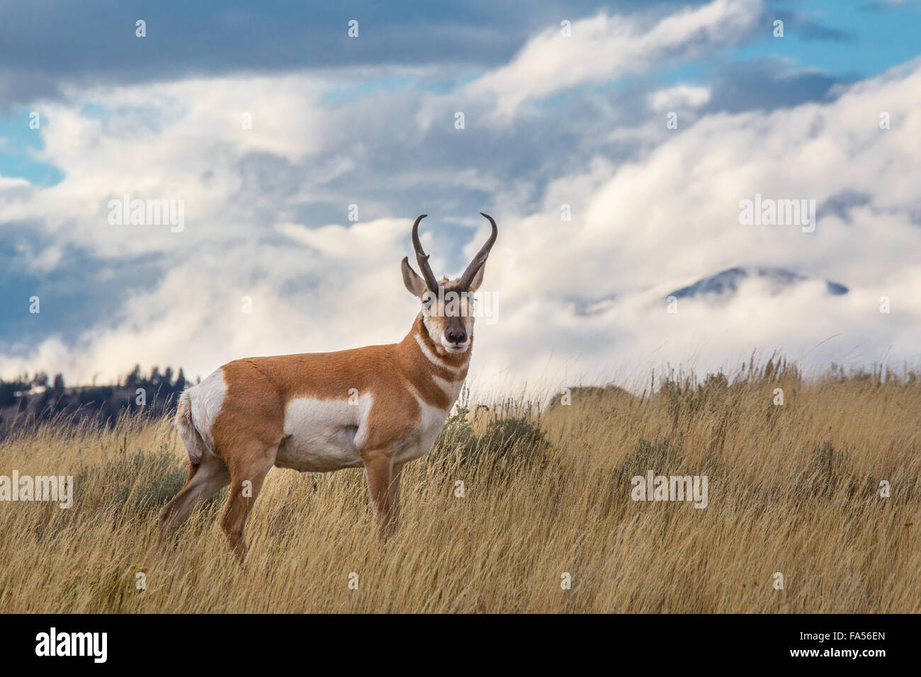A male Pronghorn grazes in the Blacktail Deer Plateau at the Yellowstone National Park September 16, 2015 in Yellowstone, Wyoming. The deer-like Pronghorn is the sole surviving member of an ancient family dating back 20 million years and the only animal in the world with branched horns and to shed its horns, as if they were antlers. The Pronghorn is the fastest animal in the western hemisphere, running in 20-foot bounds at up to 60 miles per hour. Stock Photo