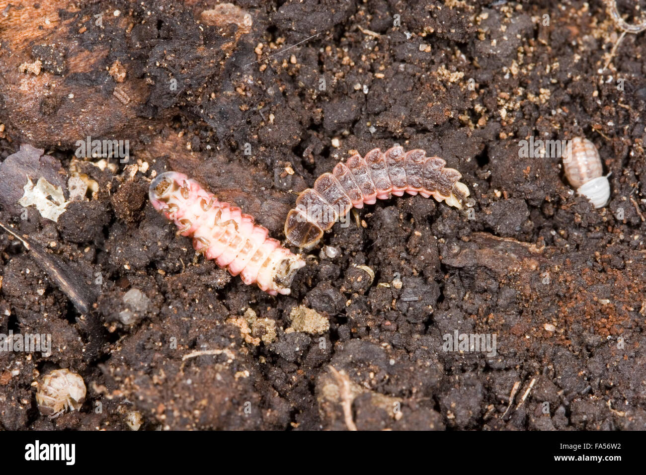 Two firefly larva or glowworms. Stock Photo