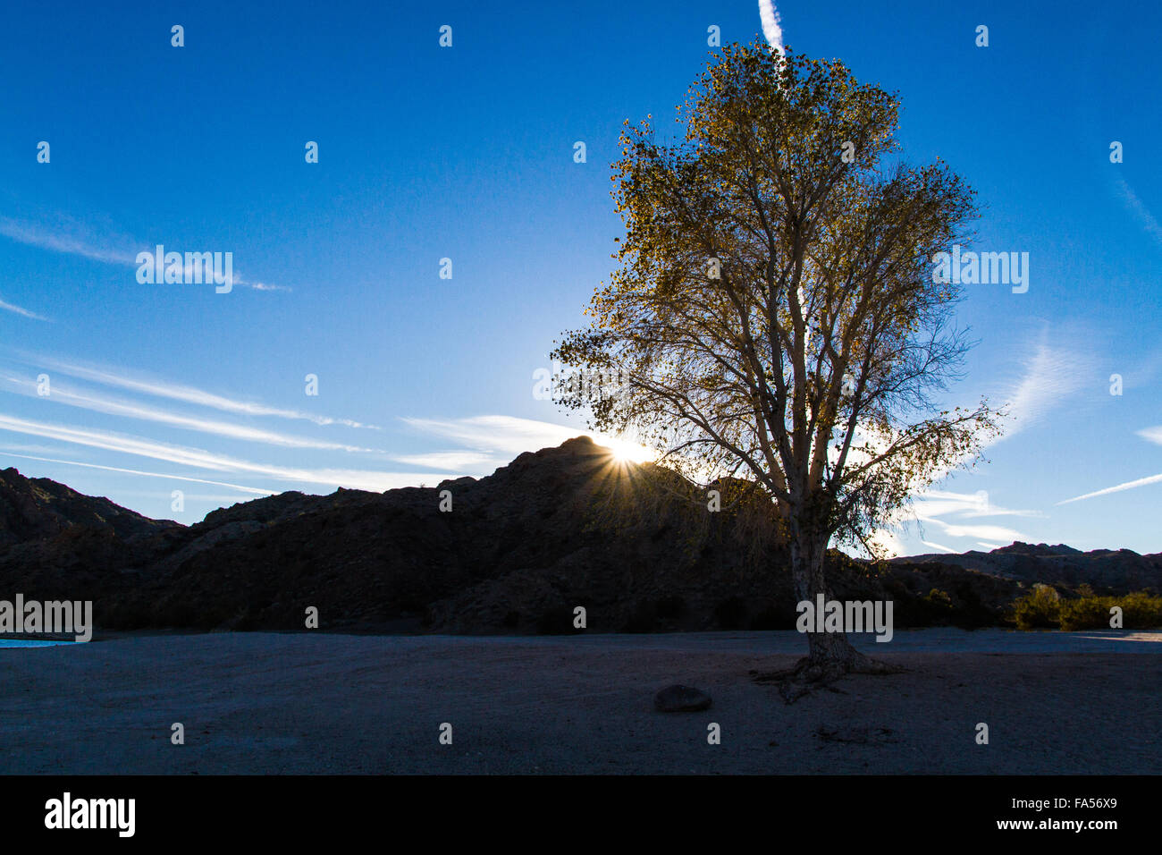 Sunset at Lake Mohave with a contrail and a tree Stock Photo