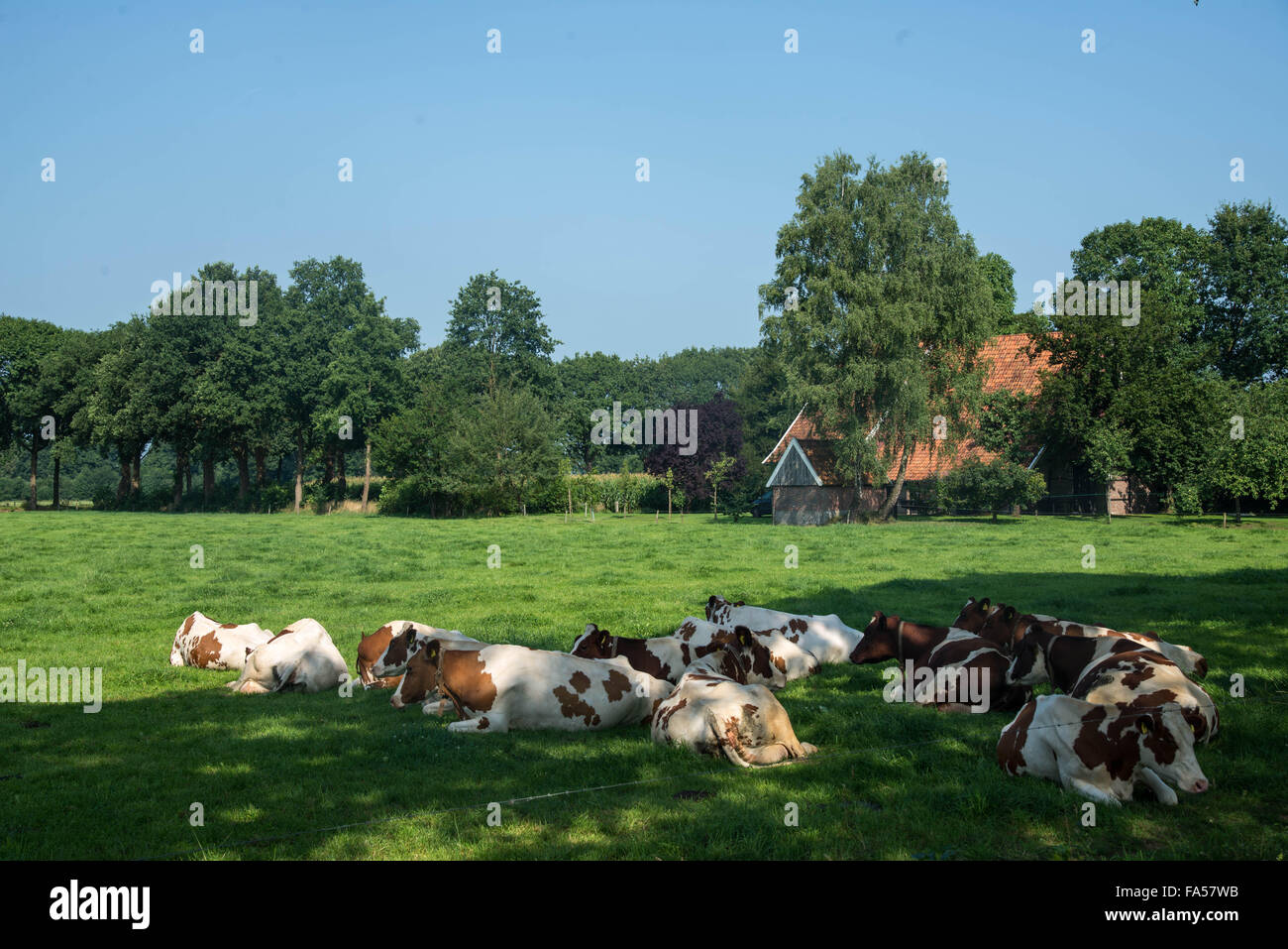 cows in field at farm in holland Stock Photo