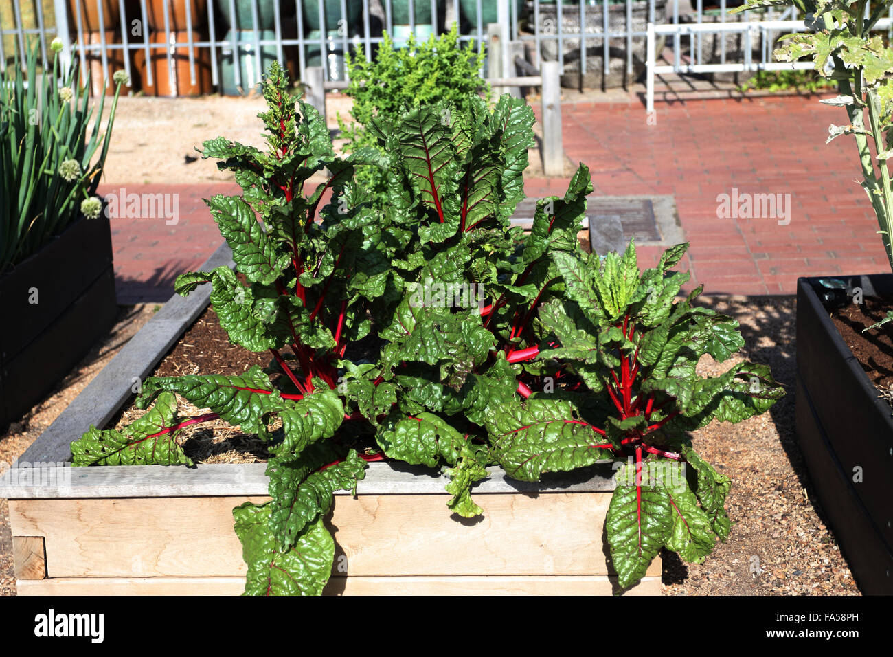 Rheum rhabarbarum or also known as Rhubarb growing on raised garden bed Stock Photo