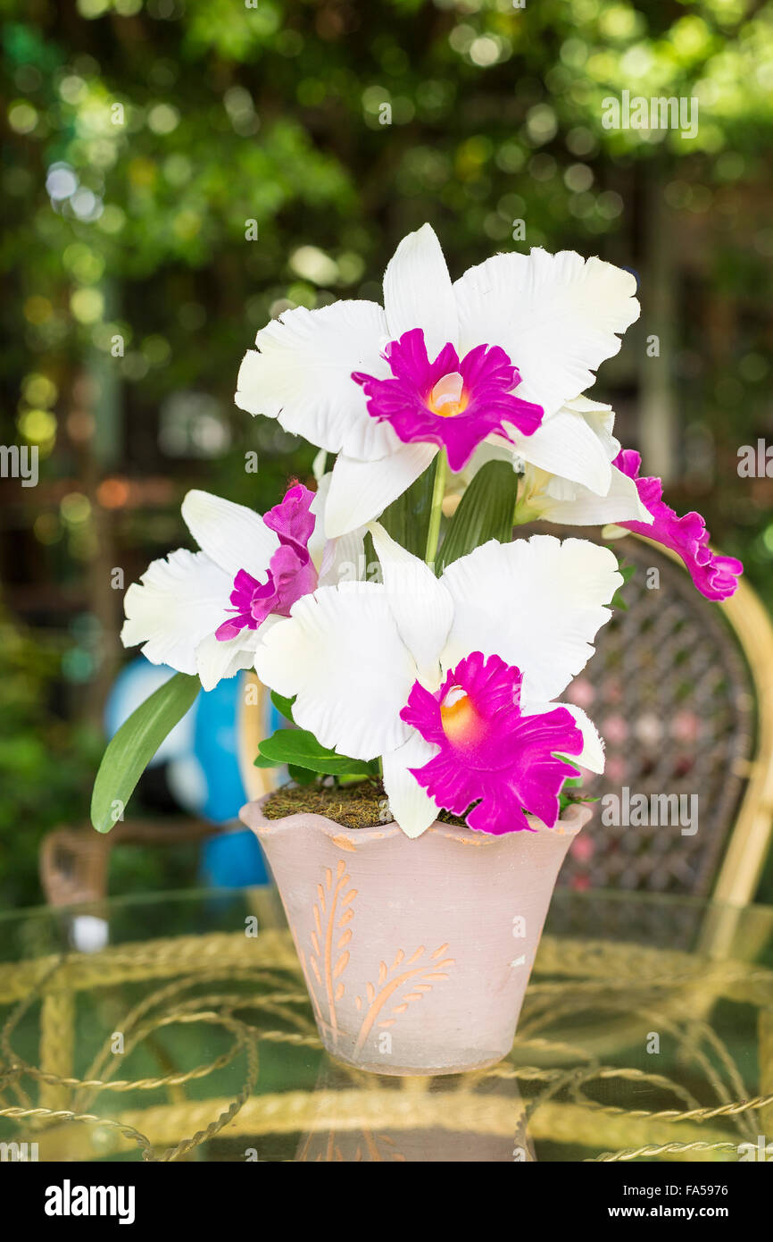 Artificial white cattleya orchid flowers in flower pot Stock Photo