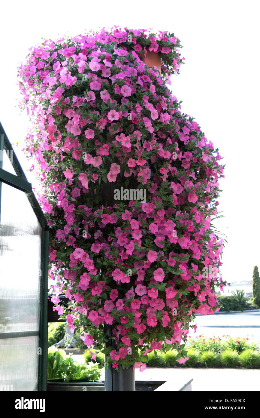 Hanging pink petunia flowers in a basket Stock Photo
