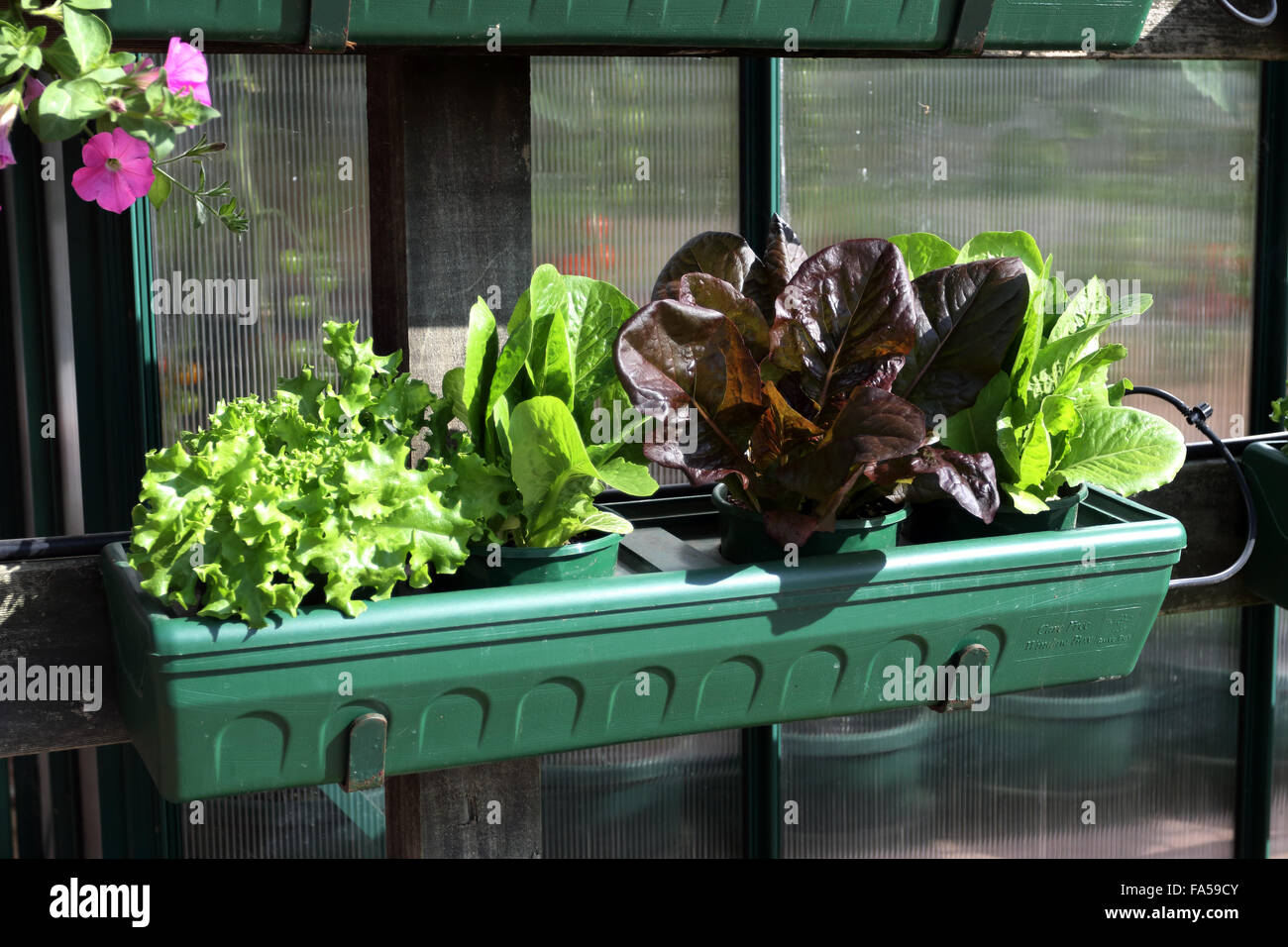 Growing different variety of lettuce plant in a pot Stock Photo Alamy